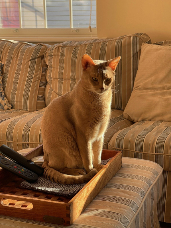 CBD for Cats